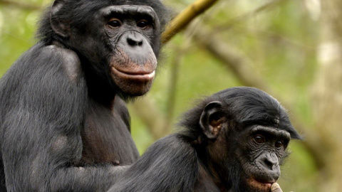 Dos ejemplares de bonobos, una especie amenazada. GPS