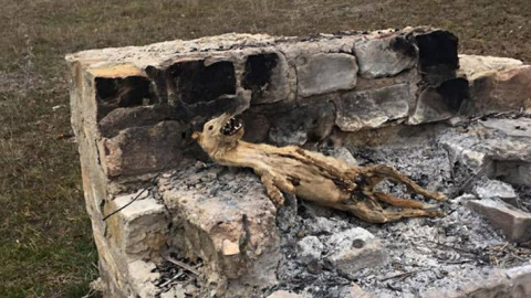 Ahorcan y queman a un podenco en la localidad jiennense de Torreperogil.