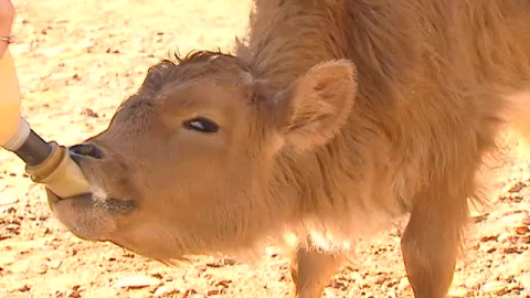 Terapia contra el cáncer infantil con animales en plena naturaleza 