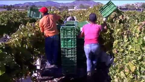 Dos de cada tres uvas que se consumen en Nochevieja vienen de Vinalopó, en Alicante