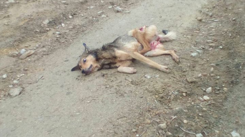 El perro abatido por los cazadores, que fue confundido con un lobo. ADEGA