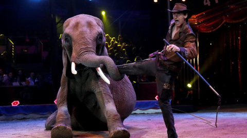 Un elefante en el Festival Internacional de Circo de Monte-Carlo celebrado en Mónaco. -EFE