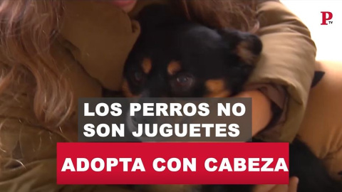 Adopta con cabeza: los perros no son juguetes