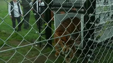 Una asociación rescata a 17 leones y tigres de varios circos en Guatemala