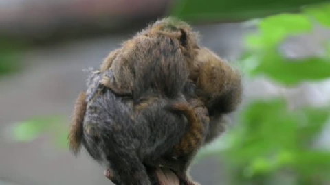 Dos crías gemelas de mono tití pigmeo orientales revolucionan el zoo de Chester 