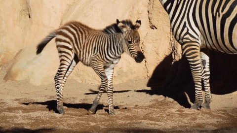 La cebra Filomena, el primer nacimiento de Bioparc en 2021 