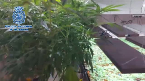 Desmantelada dos plantaciones de cultivo de marihuana en varios chalets de lujo en Madrid