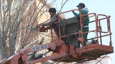 Un par de trabajadores extranjeros podan un árbol en Madrid. E.P.