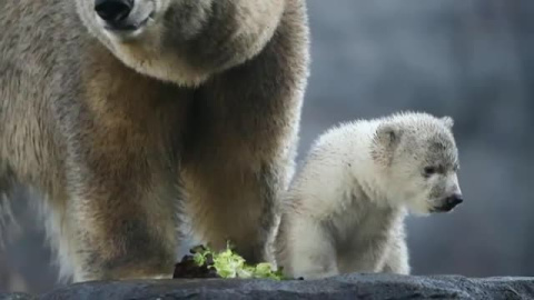 Primera salida al aire libre de un cachorro de oso polar en el zoológico de Viena