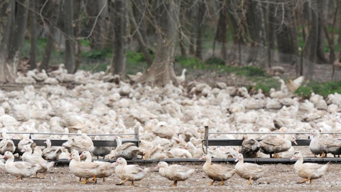 La Generalitat de Cataluña ha detectado un primer brote de gripe aviar en una granja de 17.300 patos de engorde al aire libre ubicada en el municipio de Sant Gregori (Girona), que ya están siendo sacrificados. EFE/Robin Townsend