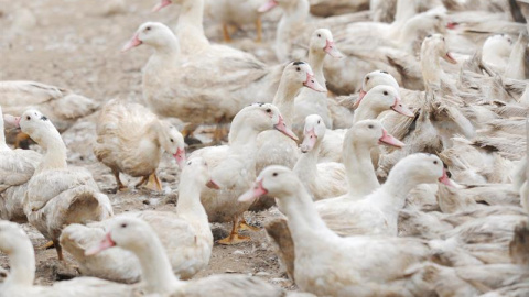 La Generalitat de Cataluña ha detectado un primer brote de gripe aviar en una granja de 17.300 patos de engorde al aire libre ubicada en el municipio de Sant Gregori (Girona), que ya están siendo sacrificados. EFE/Robin Townsend