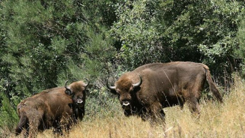 Bisontes de la reserva de Benalgéber (Valencia) / EFE