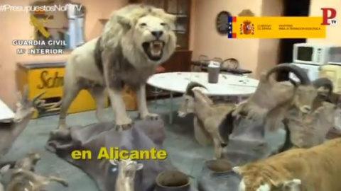 El mercado ilegal de la taxidermia mueve en España alrededor de 85.000 millones