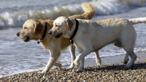 Dos perros en la playa. | EFE