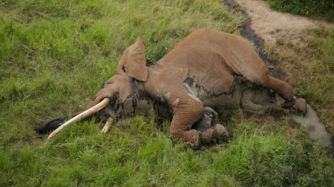 El cadáver de Satao 2. - TSAVO TRUST