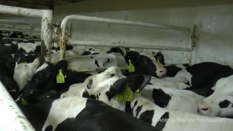 Un laboratorio analiza si las vacas atrapadas en un barco en Cartagena tienen el virus de la lengua azul