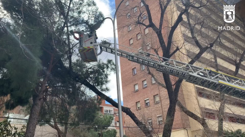 Bomberos realizan casi 500 intervenciones por problemas ocasionados por el viento