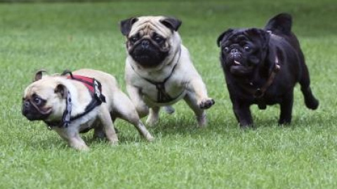 Varios perros corren por el césped. EFE