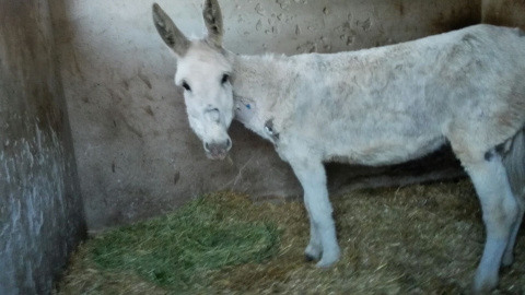 El burro, renombrado Vida, tras su rescate. EL REFUGIO DEL BURRITO