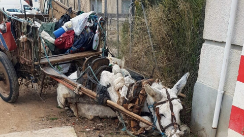 Estado del burro antes de que fuera rescatado.