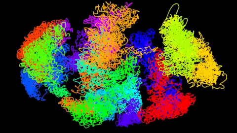 Empaquetamiento del ADN en una célula de mamífero.- UNIVERSITY OF CAMBRIDGE