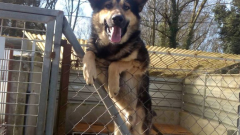 Un perro de la Sociedad Protectora de Animales de Lugo