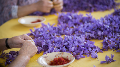 El estigma rojo de la flor del azafrán es una de las especias más antiguas y caras del mundo. / DOP Azafrán de La Mancha