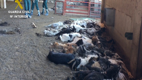 La Guardia Civil se encontró un cuadro dantesco con más de 300 animales muertos de hambre, algunos agonizando y cerca de medio centenar dañados por el hambre y la sed / SEPRONA