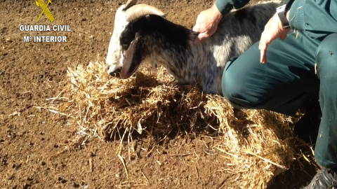 Los agentes alimentaron a las cabras supervivientes nada más localizarlas / SEPRONA