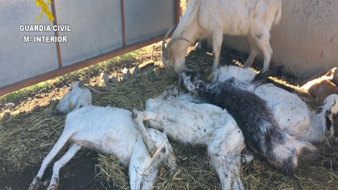 Algunas de las escasas cabras que habían sobrevivido a la inanición comenzaban a comerse los cadáveres / SEPRONA