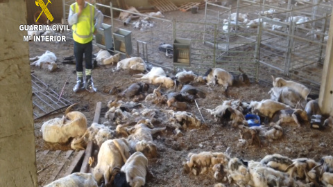 La Guardia Civil se encontró un cuadro dantesco con más de 300 animales muertos de hambre, algunos agonizando y cerca de medio centenar dañados por el hambre y la sed / SEPRONA