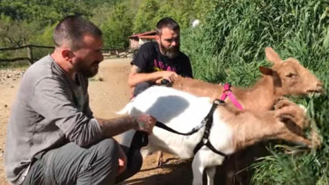 Trabajadores de Santuario Gaia pasean a las cabras ciegas /Santuario Gaia