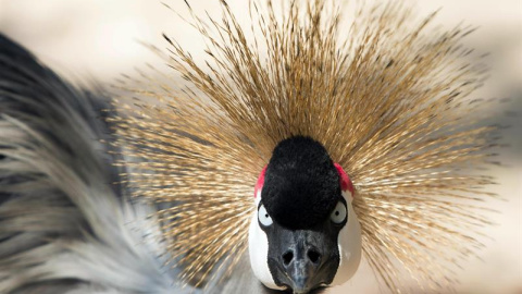 Fotografía de una de las 135 especies de aves que conforman el nuevo Aviario Nacional de Colombia. Barú, Colombia. Este aviario es el más grande de Colombia y uno de los tres más importantes de latinoamérica. EFE/Ricardo Maldonado Rozo