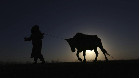 Un hombre tira de una vaca. Herat, Afganistán. EFE/Jalil Rezayee