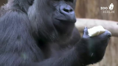 El zoo de Berlín presenta a Tilla, la primera cría de bebé gorila que nace en el zoo de Berlín en 16 años