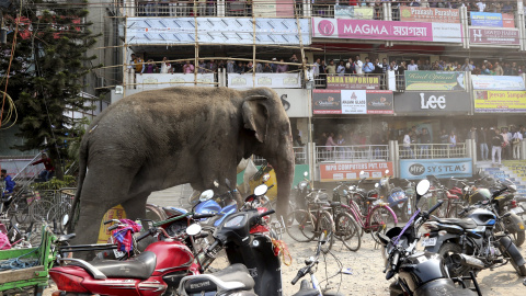 La gente ve pasar en una zona comercial a un elefante salvaje en una calle donde se encuentran aparcadas motos y bicicletas en Siliguri, India, 10 de febrero de 2016. REUTERS / Stringer