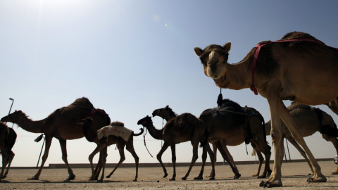 Camellos compiten en la carrera organizada en el marco del Festival Sultán Bin Zayed de Herencia en el desierto de Al-Ain, en Emiratos Árabes Unidos. EFE/Ali Haider