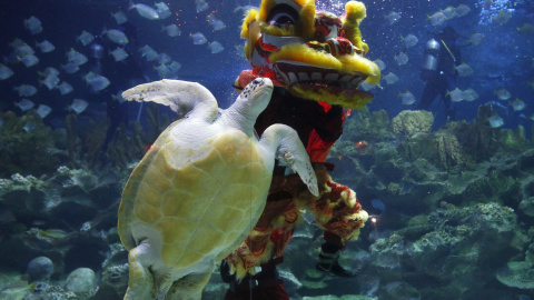 Un buzo realiza una danza bajo el agua para celebrar el Año Nuevo Lunar en un acuario en Kuala Lumpur. REUTERS/Olivia Harris