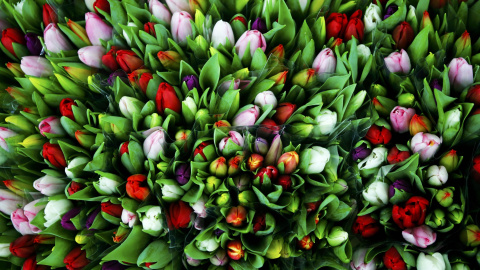 Flores puestas a la venta antes del Día de San Valentín en un mercado en Viena. REUTERS/Leonhard Foeger