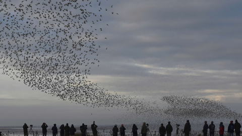 Personas observan a la aves acuáticas volar a lo largo de la costa cerca de Snettisham, al este de Gran Bretaña. REUTERS/Toby Melville