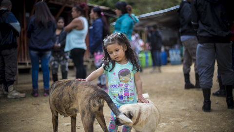 Una hija de guerrilleros de las FARC juega con unos perros en el campamento de transición de La Elvira. Los desmobilizados deben permanecer en estas zonas durante 180 días.- JAIRO VARGAS