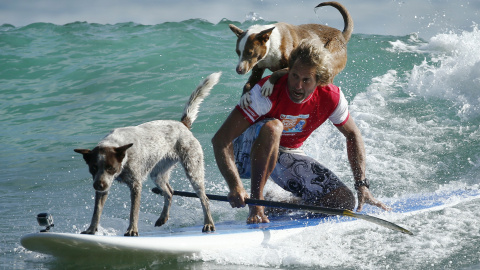 El entrenador de perros y ex campeón de surf australiano Chris de Aboitiz hace surf con sus perros Millie y Rama en Palm Beach, Sydney ./ REUTERS / Jason Reed