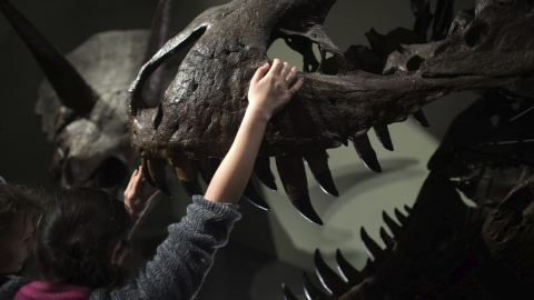 Una niña ciega toca una reproducción del dinosaurio Tyrannosaurus rex durante una visita guiada para personas con discapacidad visual en el Museo de Historia Natural de Viena. EFE/Christian Bruna