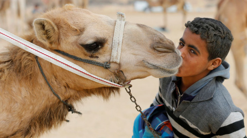 Ayman, un jinete de 11 años, besa a su camello en la linea de salida durante el festival internacional de carreras de camellos en el desierto en Ismailia, Egipto. REUTERS