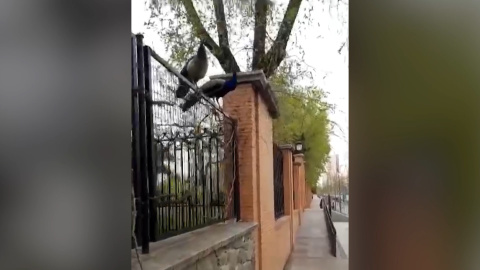 Pavos del Retiro buscando comida al no poder acceder nadie a alimentarlos