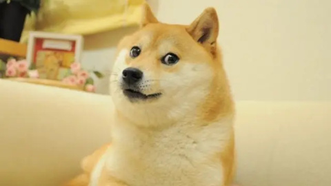 Kabosu, el perro protagonista del meme Doge.