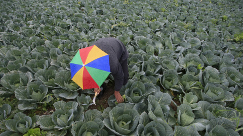 Un granjero cosecha brócoli en la localidad de al-Ansariyah sur de Sidón. REUTERS/Ali Hashisho