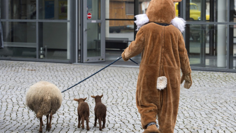 Un hombre disfrazado de conejo de Pascua pasea a una oveja y dos corderos antes de la presentación de la exposición 'Dresdner Ostern'. EFE/Sebastian Kahnert