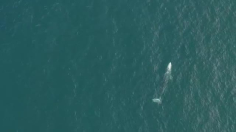 Wally: la ballena gris perdida en el Meditérraneo, que busca cómo volver a California