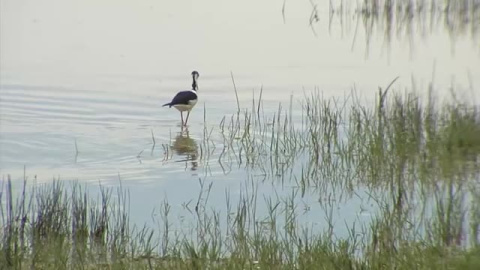 El cambio climático ha modificado los hábitos de las aves migratorias